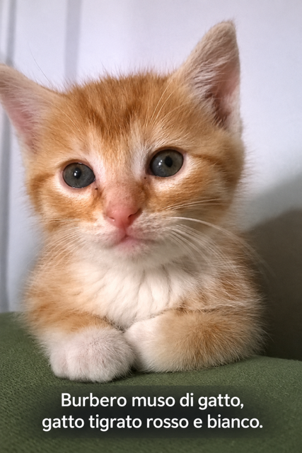 nell’immagine la prima foto della gattina Penny fatta e descritta con TapTapSee